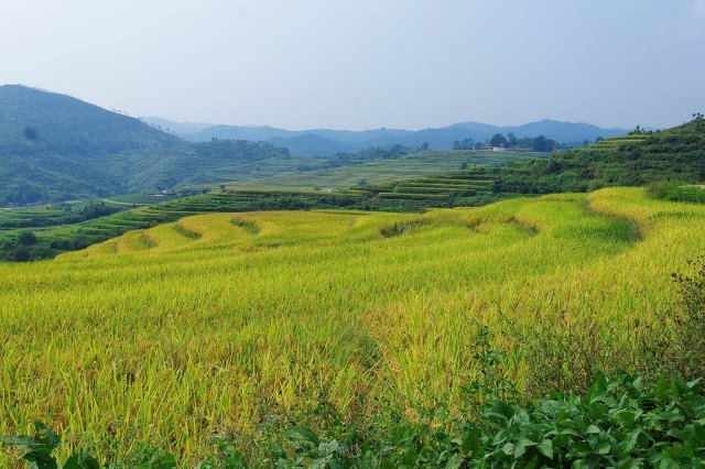 坪山梯田旅游区