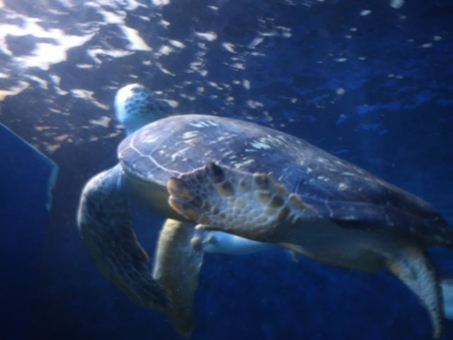 品川麦克赛尔水族馆