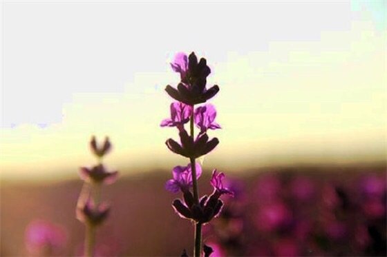 汉家公主薰衣草园