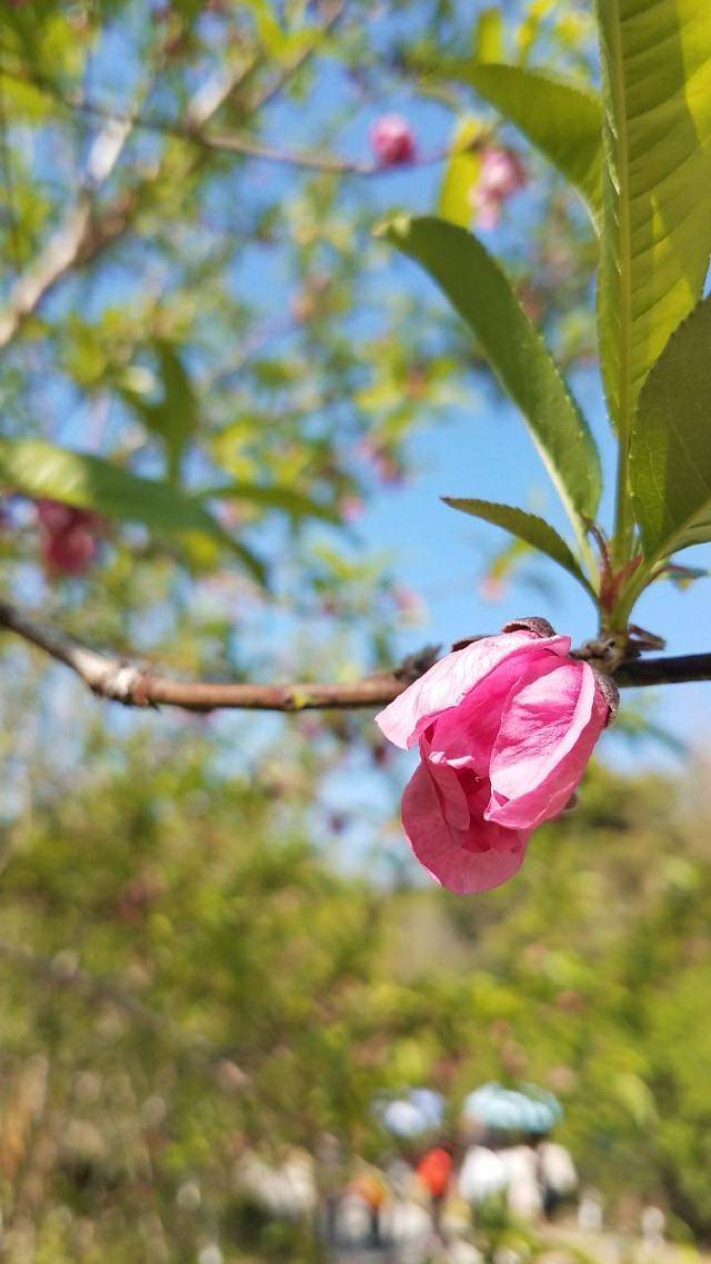桃仙溪景区桃花岛