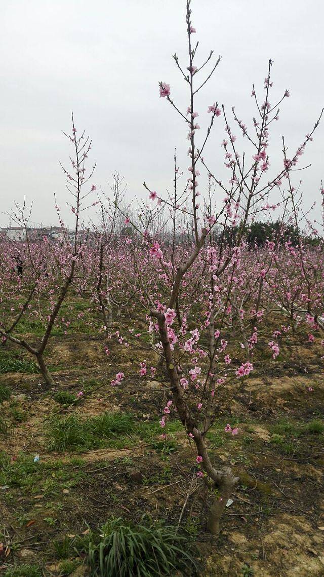 凤娃古寨旅游风景区