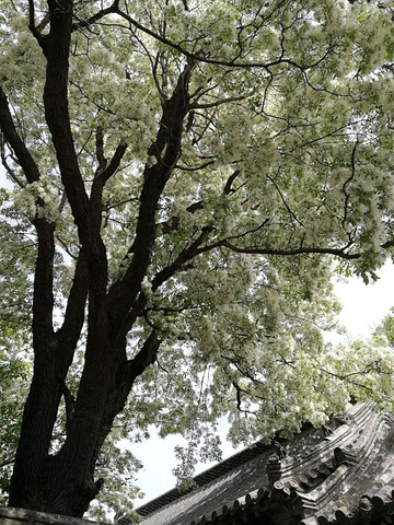 "四月是孟府各种花卉盛开的季节，尤其是那棵百年流苏树，每次开花都吸引很多人来观看_孟府孟庙景区"的评论图片