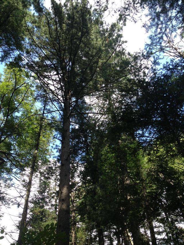 小东沟原始森林