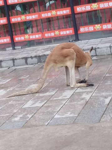 "_柏乐园"的评论图片