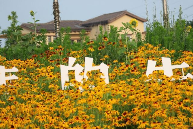 洛阳薰衣草庄园