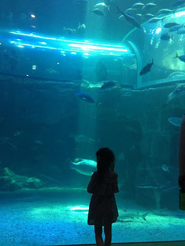 丽水Aqua Planet水族馆旅游景点攻略图