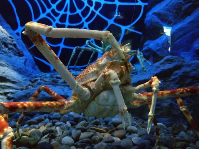 济州岛Aqua Planet水族馆