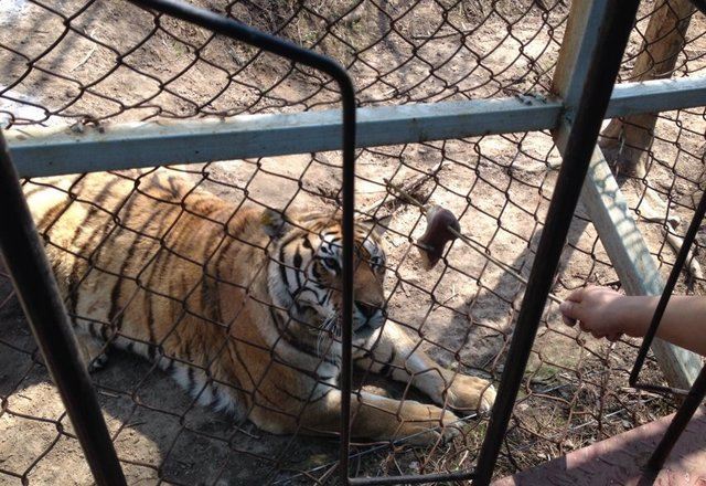 海林横道东北虎林园