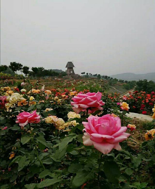 北京爱情海玫瑰园(维克特拓展基地)