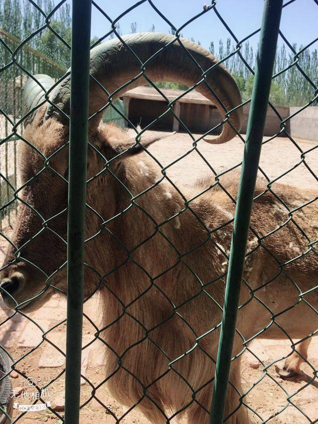 神州荒漠野生动物园