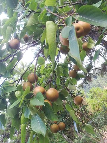 "自然环境很好，山清水秀，空气清新，游玩项目门票都包含了，凭票游玩游乐项目，索道很长很刺激很好玩..._泰康山生态旅游区"的评论图片