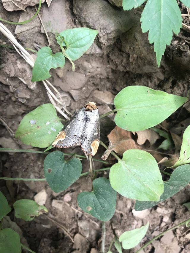 九龙山国家森林公园