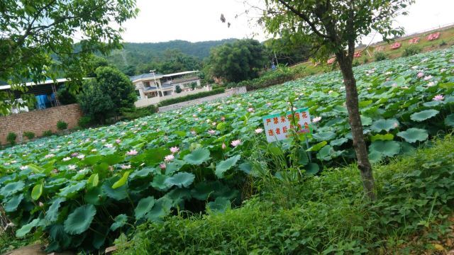 梅州市雁山湖国际花园度假区