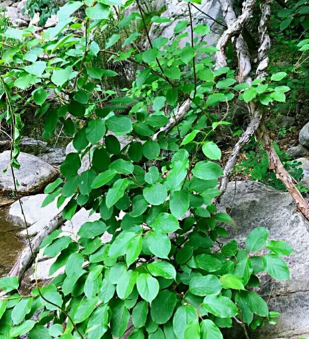 云梦仙境自然风景区