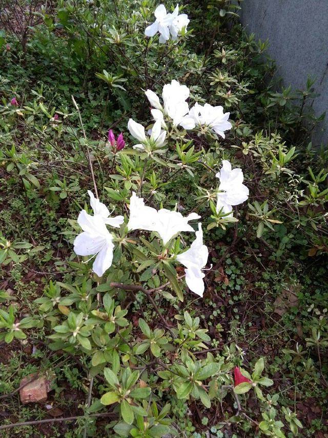 鹿门山国家森林公园