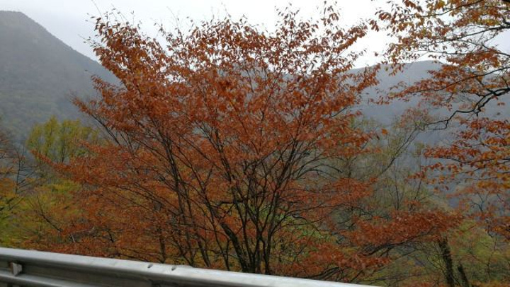 "这里是我国发现野人的地方，游玩的那天山上一直下雪，有的地方雪下的好大，一片云雾缭绕，没法完全看..._神农顶风景区"的评论图片