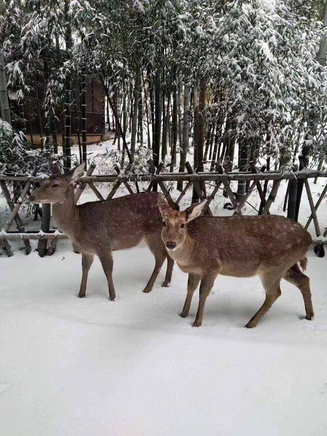 泉山云顶风景区
