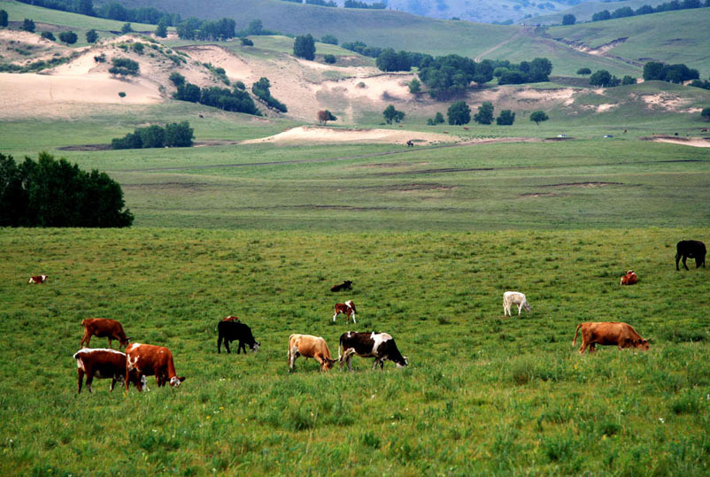 【跟团游】100%纯玩团97丰宁坝上草原 闪电湖 嘉年华 自助烧烤 七彩