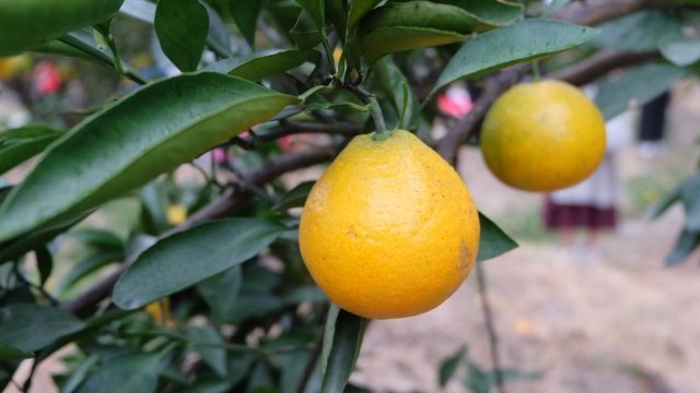 中国柑橘博览园