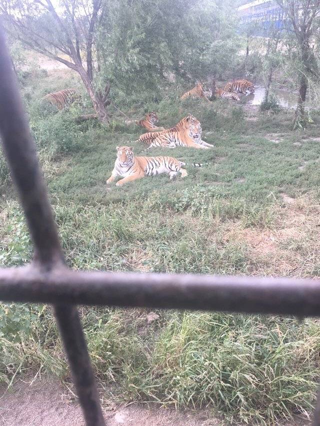 黑龙江虎林园国际马戏城