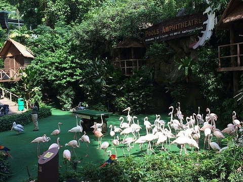 新加坡飞禽公园旅游景点攻略图