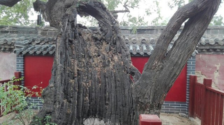 "_孟府孟庙景区"的评论图片