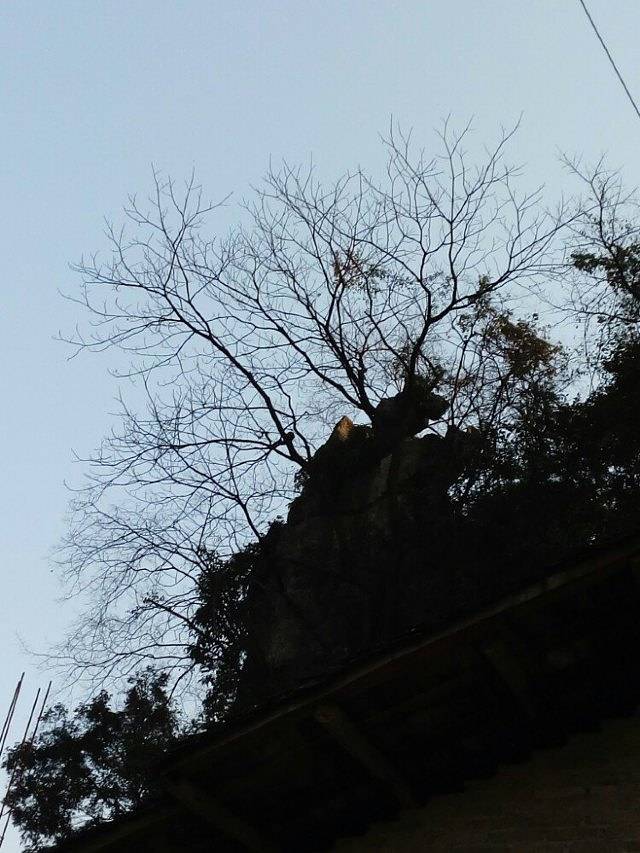 西部竹石林景区