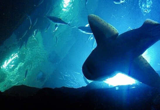 一山Aqua Planet水族馆