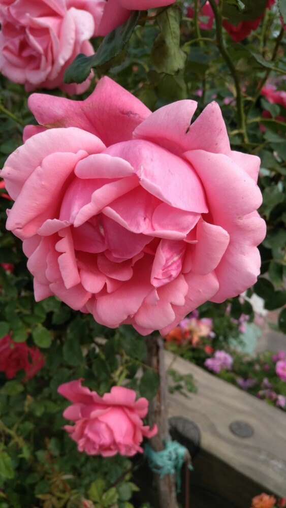 玫瑰小镇生态旅游观光园