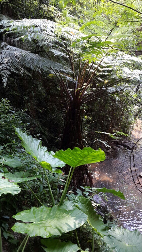 天井山国家森林公园