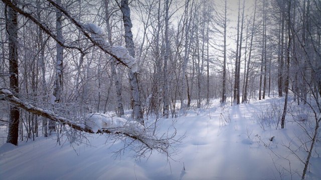 阿尔山白狼峰景区