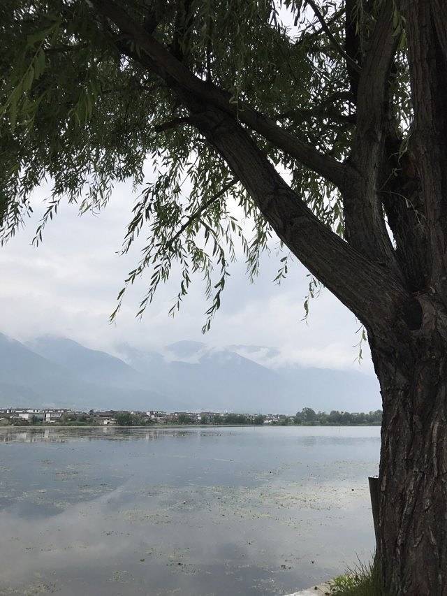 洱海鱼鹰驯化表演基地