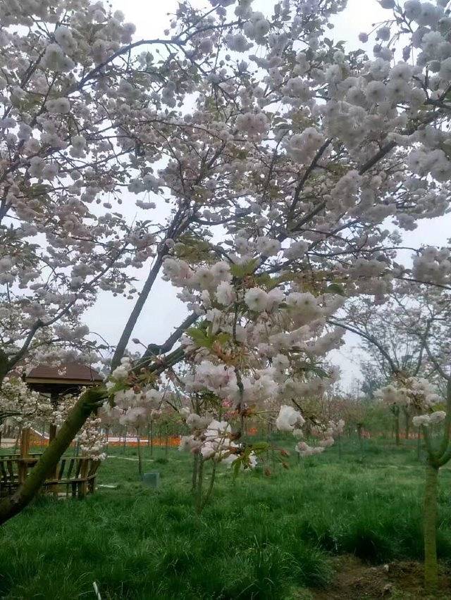 绵阳盛世樱花悠乐谷