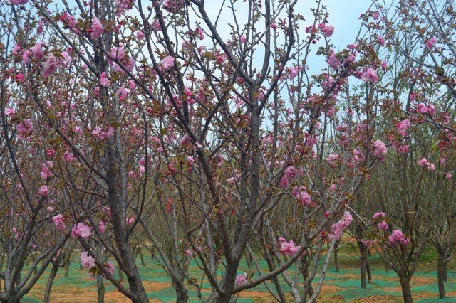 花果山芳香小镇