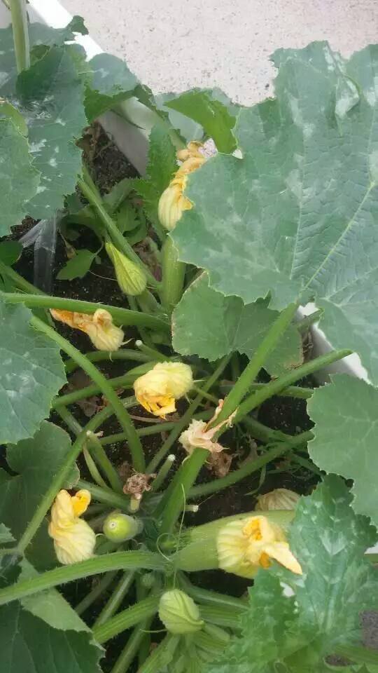 小蜜蜂农场(凯德七宝购物广场七莘路店)