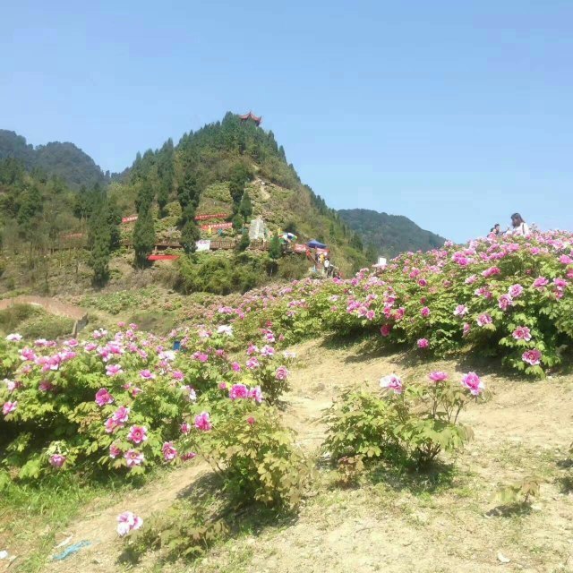 垫江牡丹生态旅游区