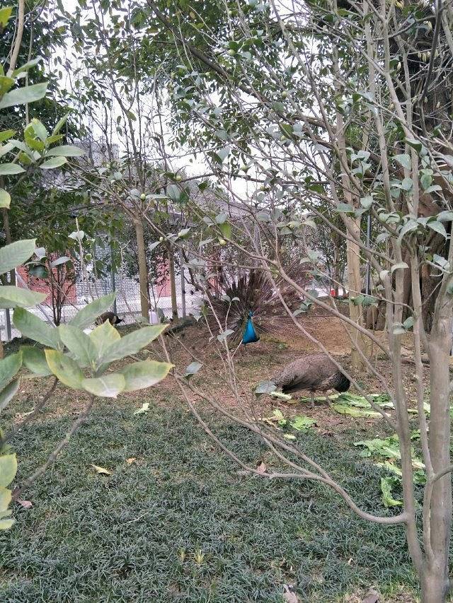 仙芝竹尖生态园