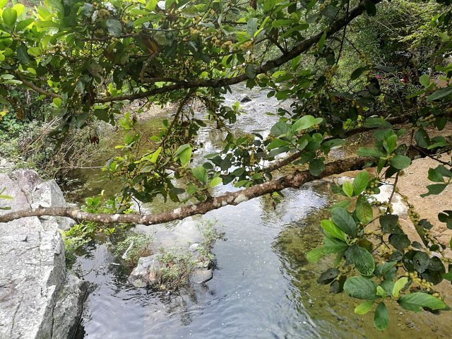 "雨林边缘开辟的一小片地方，风景优美，入口处可以眺望一下五指山，面积不大，2-3小时就转完了，有..._五指山水满河热带雨林风景区"的评论图片