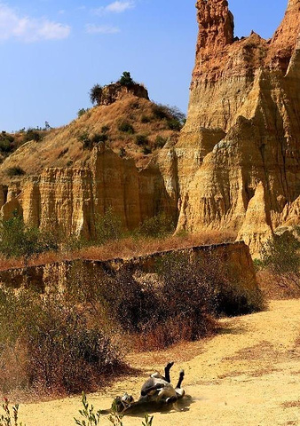 不敢相信眼镜见到的一座座突兀而起土山上面没有郁郁葱葱树木但是还是