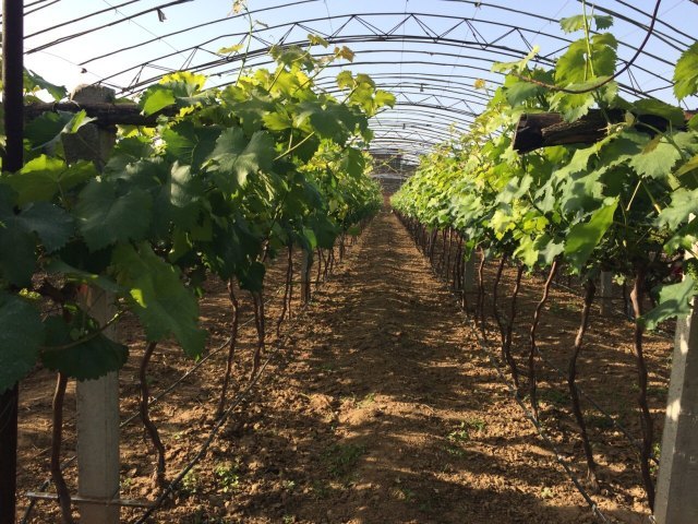 杨凌现代农业示范园区创新园