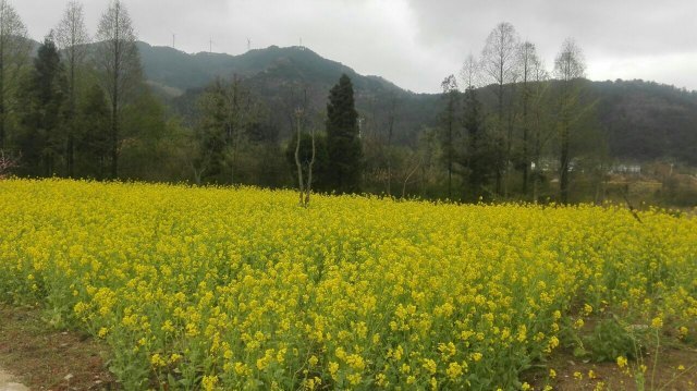 黄柏山国家森林公园