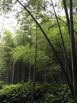 宜兴竹海旅游景点攻略图