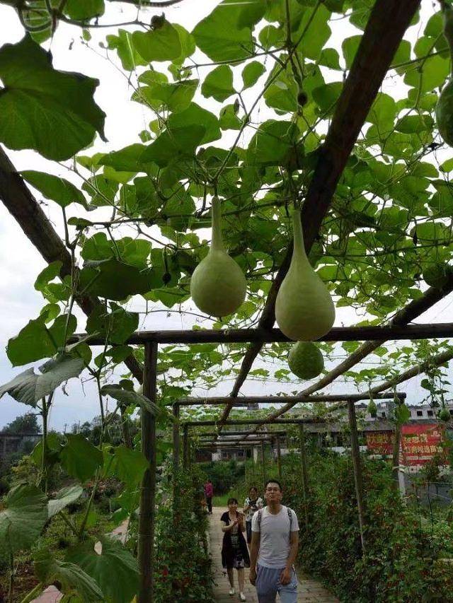 花芊谷农业科技园