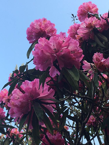 "今年的杜鹃长势不如去年,还有冰雹和降霜的影响,使得杜娟花凋谢