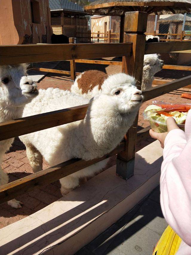 中国亚布力熊猫馆