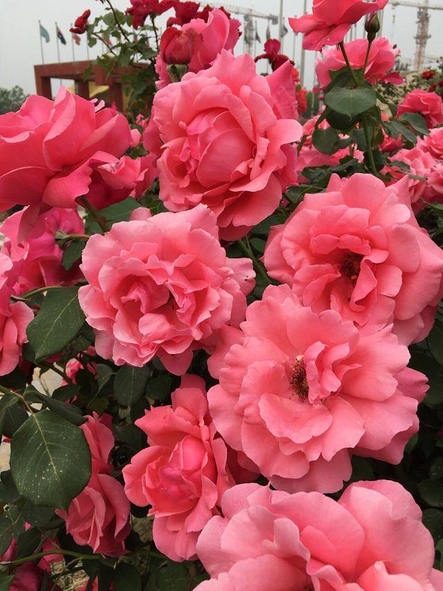 大兴世界月季主题园