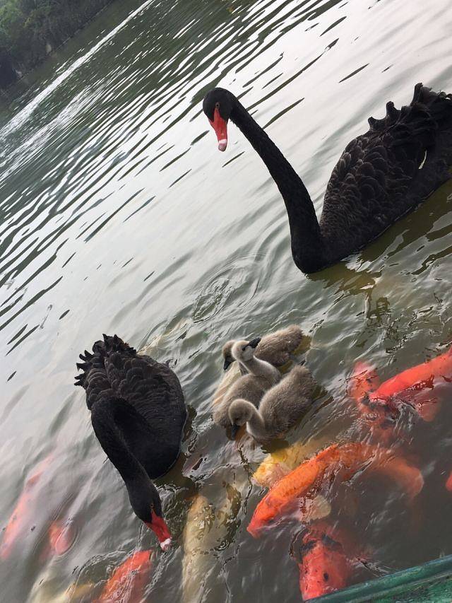 森波拉度假森林