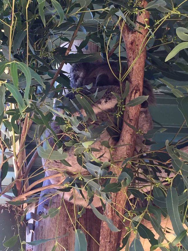 悉尼野生动物园