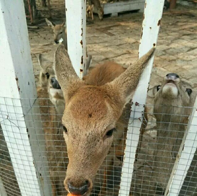 鹿世界科普主题园