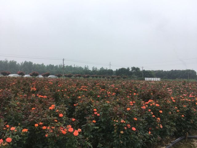 新沙岛旅游度假区